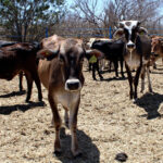 A causa de sequía, registra BCS primeras muertes de ganado